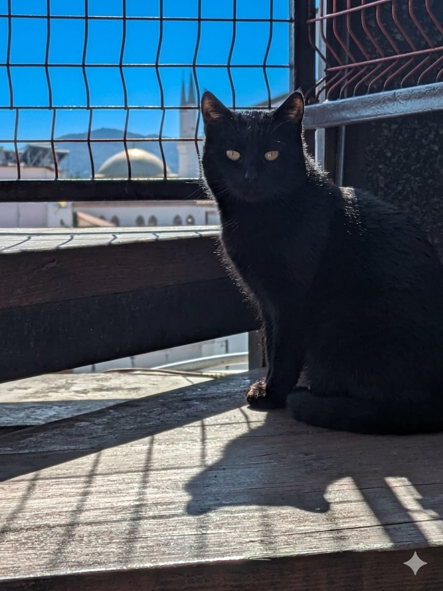 Tito the resident hostel cat